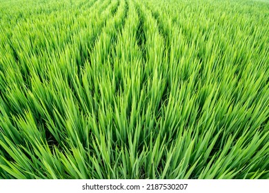 Rice Fields In Northeast China In July