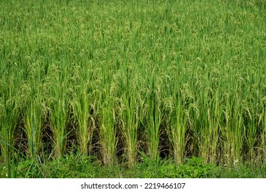 Rice Fields In The Northern Region Of Thailand