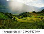 Rice fields in Northern Vietnam in the Mu Cang Chai (Mù Cang Chải) area in the Yen Bai district near Sa Pa. Photos taken in early October 2023 when the rice had ripened and was ready to be harvested.