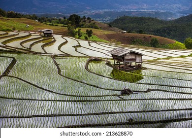 rice fields on terraced- terraced rice fields.