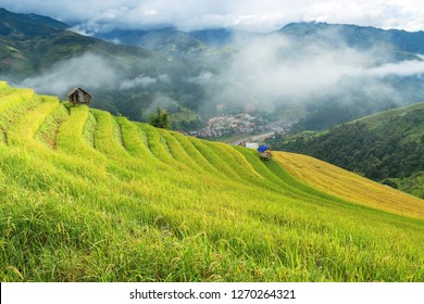 Rice fields on terraced of Mu Cang Chai, YenBai, Vietnam. Rice fields prepare the harvest at Northwest Vietnam with morning fog.