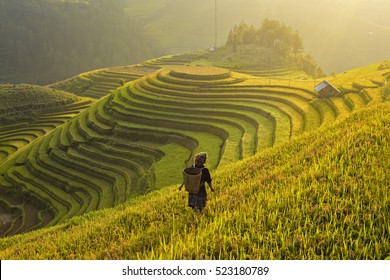 Rice fields on terraced of Mu Cang Chai, YenBai, Vietnam. Rice fields prepare the harvest at Northwest Vietnam. Vietnam landscapes.