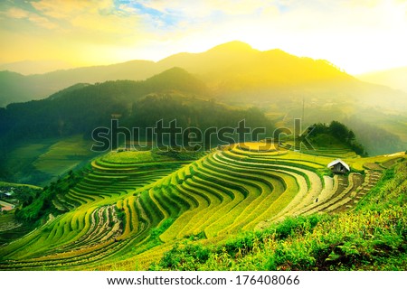 Rice fields on terraced of Mu Cang Chai, YenBai, Vietnam. Vietnam landscapes.