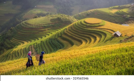Rice fields on terraced in rainny season at Mu cang chai,  Vietnam. Rice fields prepare for transplant at Northwest Vietnam