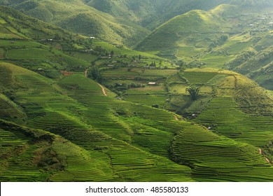 Rice fields on terraced of Tu Le, YenBai, Vietnam - Shutterstock ID 485580133