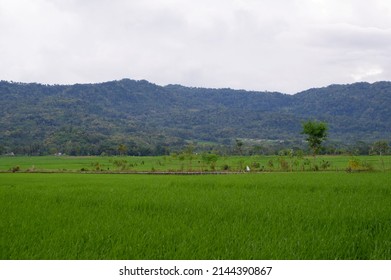 Rice Fields Pemandangan Sawah Yang Hijau Stock Photo 2144390867 ...