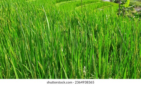 Rice fields, rice plants, plant cultivation - Shutterstock ID 2364938365