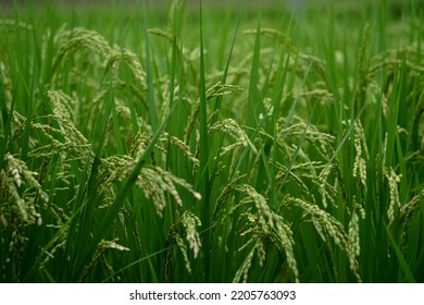 Rice Fields In Shikoku Island Japan.