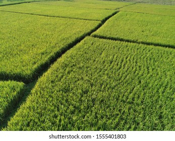Rice fields shot from high angle