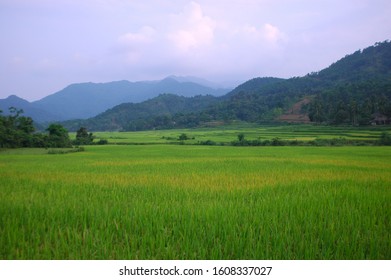 Rice Fields In South East Asia