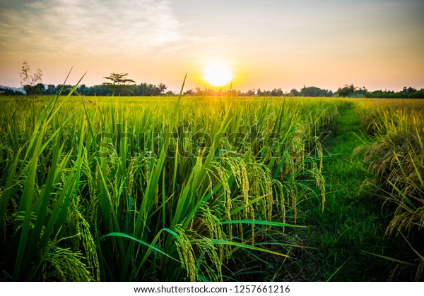 Rice Fields Sunset Background Stock Photo (Edit Now) 1257661216