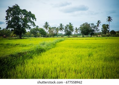 Rice Fields Tea Plantations South East Stock Photo 677558962 | Shutterstock