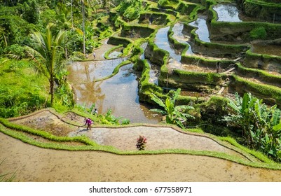 Rice Fields And Tea Plantations In South East Asia Sri Lanka, Indonesia, Bali, Sumatra