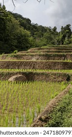 rice fields with terraced model