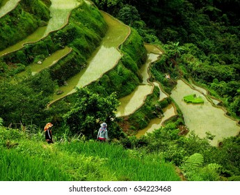 Rice Fields Terraces, Phillipines