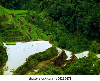 Rice Fields Terraces, Phillipines