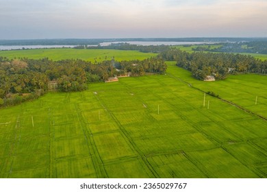 rice fields at Tissamaharama, Sri Lanka during a sunny day. - Shutterstock ID 2365029767