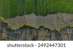 Rice Fields Top View Drone Shoot