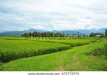 Rice Fields in Upcountry of Thailand