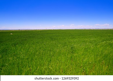 Rice Fields In Valencia Safor Area Like Meadows In Spain