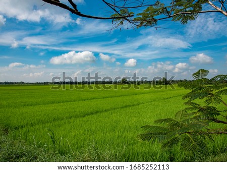 Rice fields in Vietnam in a Niceday