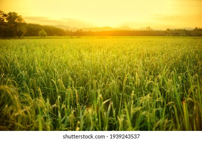 Rice Fields With Warm Light In Morning.