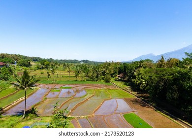 31,552 Irrigated Rice Images, Stock Photos & Vectors 