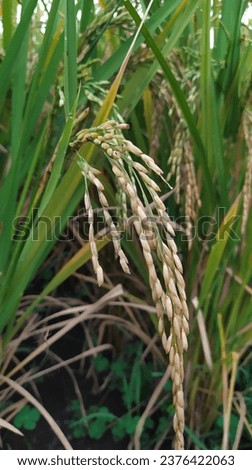 The rice fruit that we everyday call rice grain or grain, is actually not a seed but a rice fruit covered by lemma and palea.