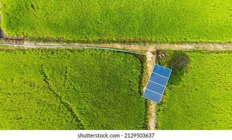 Rice Green Field  And Solar Cells Panel Made Energy For Water Pump Concept For Clean Energy .Desert,Global Warming Background