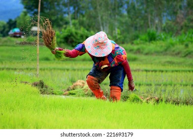  Rice Grower,peasantry.