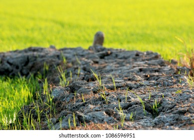 Rice Growers In Thailand.