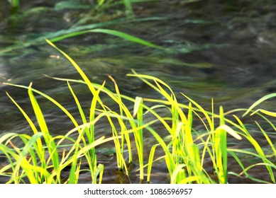 Rice Growers In Thailand.