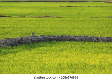 Rice Growers In Thailand.