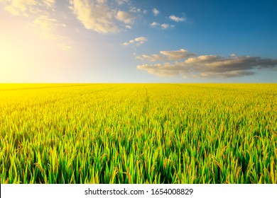 Rice Field Images Stock Photos Vectors Shutterstock