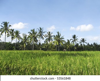 13,975 Row of palm trees Images, Stock Photos & Vectors | Shutterstock