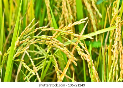 Rice Crop Images, Stock Photos & Vectors | Shutterstock