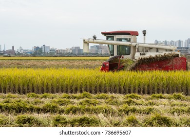 Rice Harvest