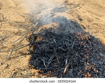 Rice Hulls For Burning In Japan Paddy Fields 