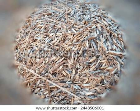 Rice husk is a hard layer that covers the caryopsis of grain grains, consisting of two parts called lemma and palea which are interlocked.