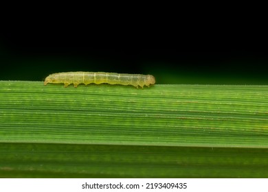 Rice leaf folder caterpillar on the leaf of rice plant. This caterpillar scrapes the green tissues of the leaves which becomes white and dry. It is important insect pest of rice or paddy. - Shutterstock ID 2193409435