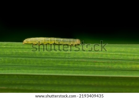 Rice leaf folder caterpillar on the leaf of rice plant. This caterpillar scrapes the green tissues of the leaves which becomes white and dry. It is important insect pest of rice or paddy.