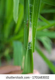 90 Rice Leaf Folder Images, Stock Photos & Vectors | Shutterstock