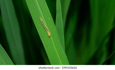 The rice leaf worms damage the rice fields, causing the rice leaves to reduce photosynthesis.