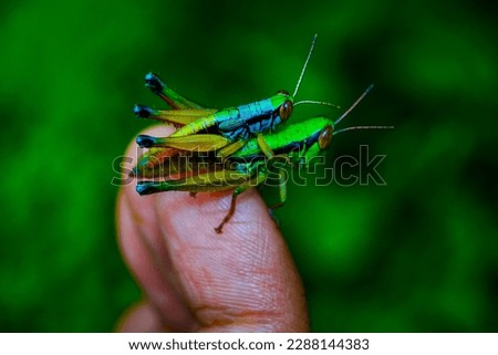 a rice locust carrying another smaller grasshopper perched on his finger