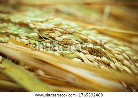 Similar – Image, Stock Photo Why Zen? Wheat Moonlight