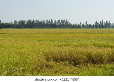 Rice Mali Farm In North East Thailand.