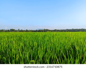 Rice Meadow in the morning sky blue - Powered by Shutterstock