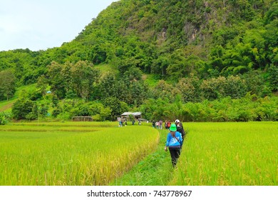 Rice Organic Farm Stay Travel Tourism In Thailand