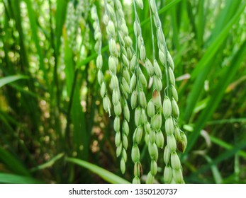 Rice (Oryza Sativa)