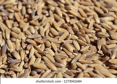 Rice Oryza Sativa  Photo